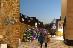 Christmas Trees on Roman Walk